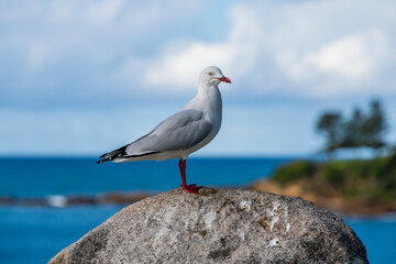 Fototapeta premium Seagull on rock by the seaside