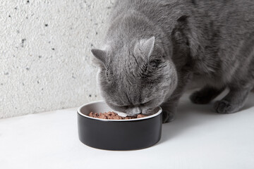 A British fluffy cat eats food from a bowl. Dietary nutrition of cats. Pet care. Close-up - 441309864