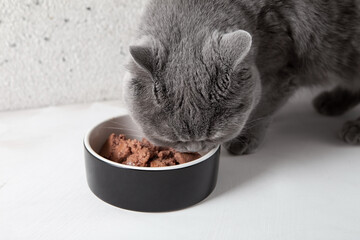 A gray fluffy cat eats food from a bowl. Dietary nutrition of cats. Pet care. - 441309882