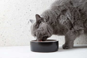 A gray fluffy cat eats food from a bowl. Side view. Dietary nutrition of cats. Pet care. - 441309890