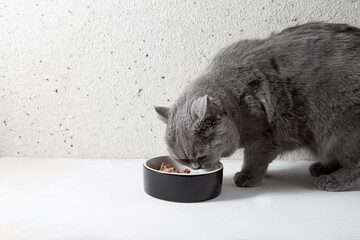 Cute British cat eats food from a ceramic bowl. Pet food. Copy space - 441310051