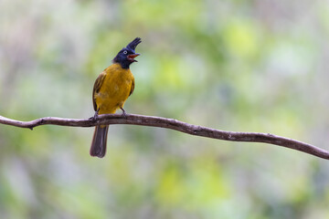 A Black-crested Bulbul in nature of Thailand