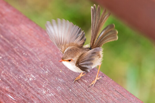 Little Fairy-wren spreading her wings