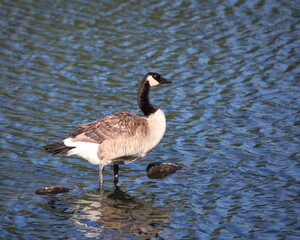 A Canadian Goose in a Wetland in the Heart of El Dorado Hills, California
