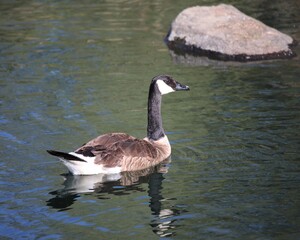 A Canadian Goose in a Wetland in the Heart of El Dorado Hills, California