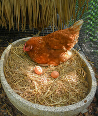 Free Range Chickens (Hen laying eggs)