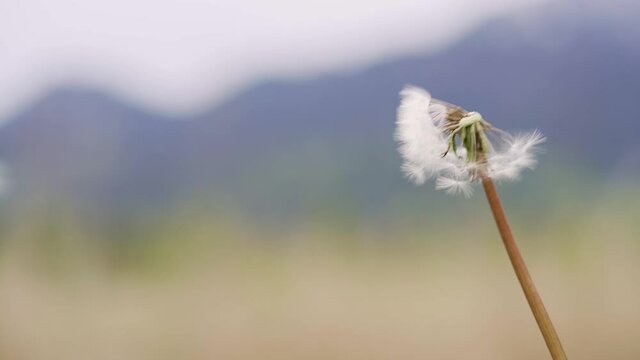 Pusteblume L&ouml;wenzahn im Wind