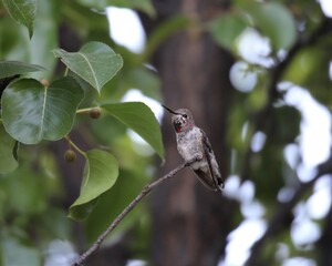 A Hummingbird Perched on the Branch of a Bradford Pear Tree