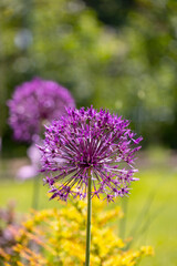 Obraz premium Single flower head of Allium giganteum bloomin in the garden, green background, close up