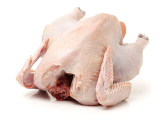 raw hen on a white background