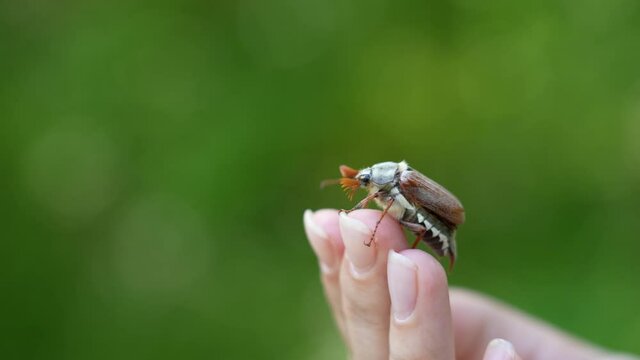 Closeup view 4k stock video footage of big cute brown June beetle (Chafer) sitting on hand of woman outdoors. Portrait of bug isolated on nature green blurry bokeh background