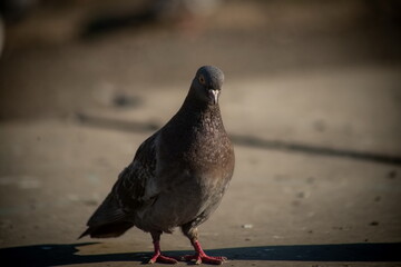 pigeon in the city close-up