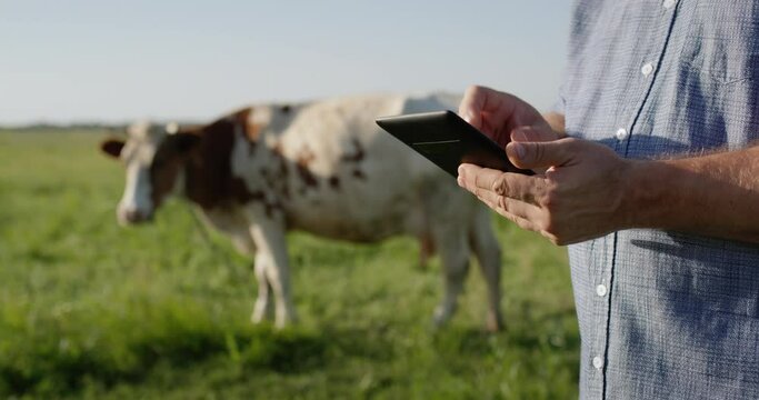Farmer uses tablet, stands on pasture where cow grazes