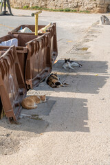 Die Katzen im Schatten