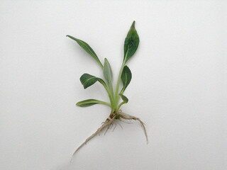 Micropropagated plant of artichoke
