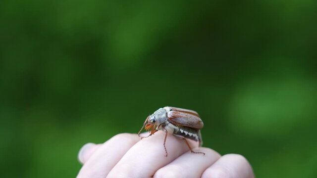 Closeup view 4k stock video footage of big cute brown June beetle (Chafer) sitting on hand of woman outdoors. Portrait of bug isolated on nature green blurry bokeh background
