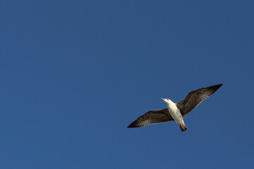 Seagull in the blue cloudless sky
