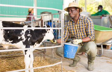 Confident male farm worker with bucket feeding calves in stall at livestock breeding farm