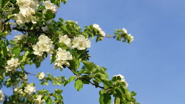 Closeup view 4k stock video footage of many flying honey bees collecting nectar and pollen on white flowers of blooming spring apple tree. Branches of fruit tree isolated on blue sky background