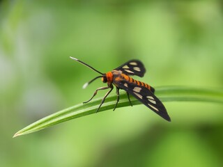 butterfly on leaf