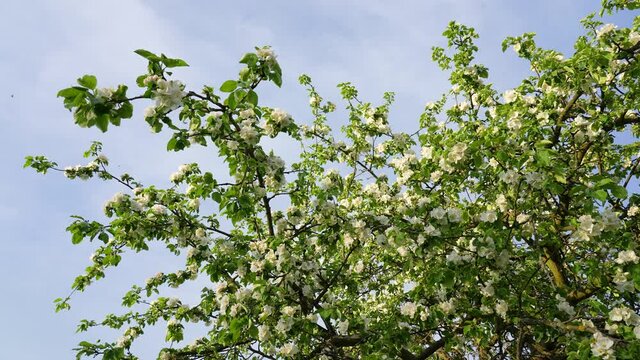 Closeup view 4k stock video footage of many flying honey bees collecting nectar and pollen on white flowers of blooming spring apple tree. Branches of fruit tree isolated on blue sky background