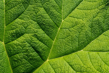 Mammutblatt Riesen-Rhabarber Gunnera manicata Struktur Makro Nahaufnahme Details Adern Zellen Blattgrün Hintergrund Adern Licht Sonne transparent Sinnbild Symbol Zierpflanze botanischer Garten groß 