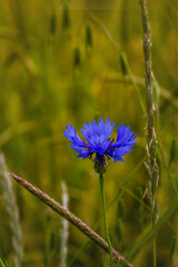 Blue cornflower flower on a blurry background of young green wheat close-up. Vertical image.