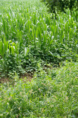 Immature cornfield in the north