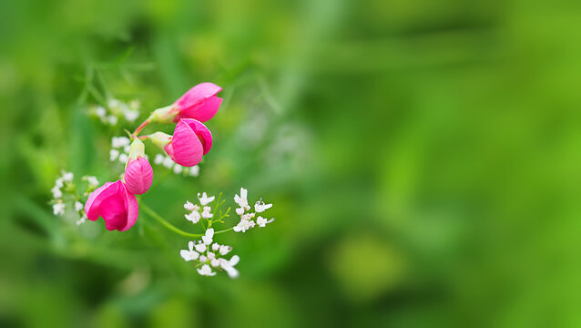 wild pink flowers close-up on a green blurred background, horizontal image with soft focus at low depth of sharpness with free space for text