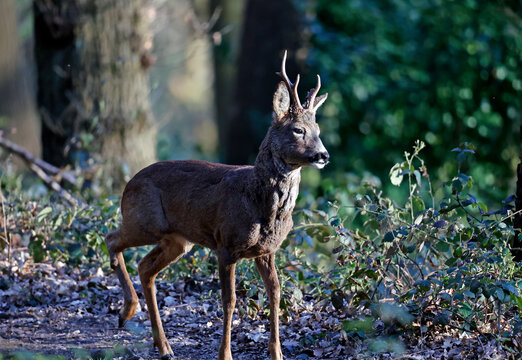 Male roe deer in the woods