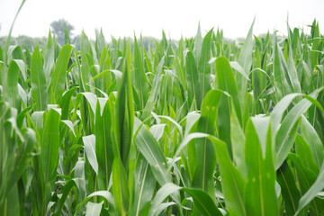 Close-up of corn growing in late summer