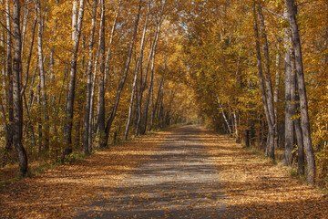 Obraz premium Beautiful autumn landscape with an alley and birches. Walk through the forest on a sunny autumn day. The nature of Russia.