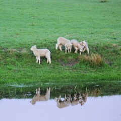 Obraz premium Herd of sheep on the meadow
