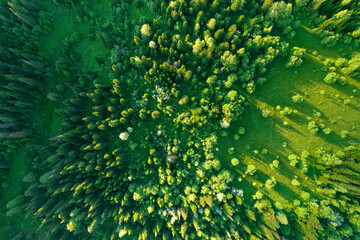 AERIAL TOP VIEW: Alpine meadow with woodland in the mountains. Summer bright green fresh forest with evening lighting
