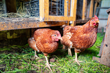 red hens in the chicken coop. a barn for poultry on the farm.
