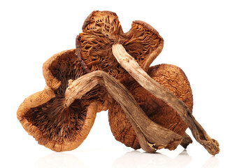 dried mushroom on white background