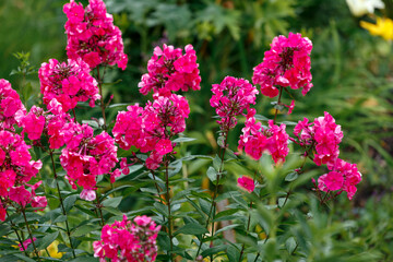 Pink blooming phlox flowers in the garden