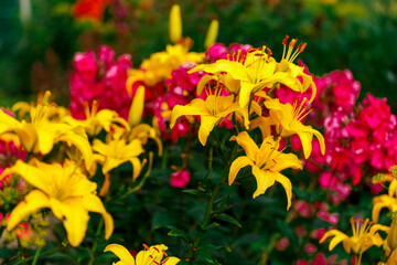 Obraz na płótnie Canvas Yellow lilies flowers in the garden