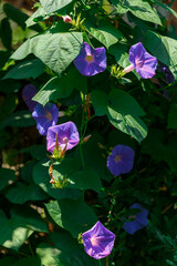 Violet flowers of the ipomoea violacea or beach moonflower