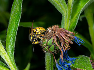 Portrait of a house field wasp crawling over a blossom