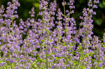 kwitnąca kocimiętka (Nepeta) © Henryk Niestrój