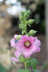 Purple hollyhock flowers soft focus with some sharp and blurred bokeh background.