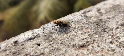 ant on the ground