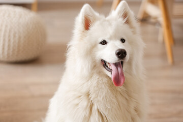 Cute Samoyed dog in room, closeup