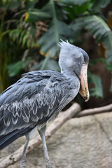 Shoebill, a big bird in Africa