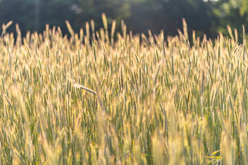 kwitnące kłosy zboża na polu © Henryk Niestrój