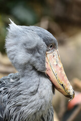Shoebill, a big bird in Africa