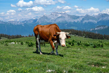 Fototapeta na wymiar Vaches Abondance broutant au sommet du Semnoz en Haute-Savoie en France au printemps