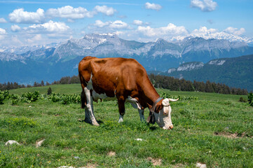 Fototapeta na wymiar Vaches Abondance broutant au sommet du Semnoz en Haute-Savoie en France au printemps