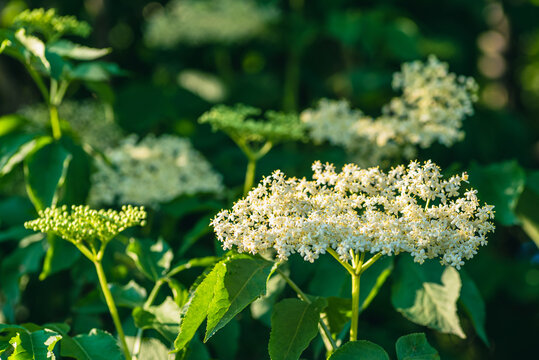 kwiaty bzu czarnego (Sambucus nigra)